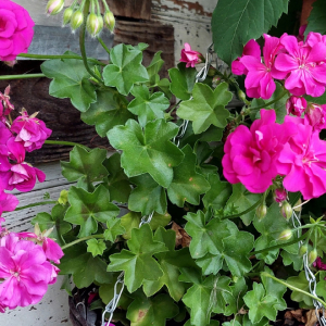 Чем «накормить» герань, чтобы она цвела год напролет: этот секрет так просто не выведать