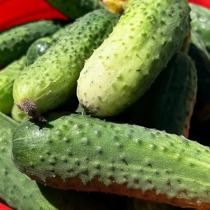 Пять лучших сортов огурцов для посадки в 2026: сажайте только их — урожай будет рекордным