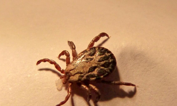 Через 36 часов: какое лекарство нужно принять после укуса клеща