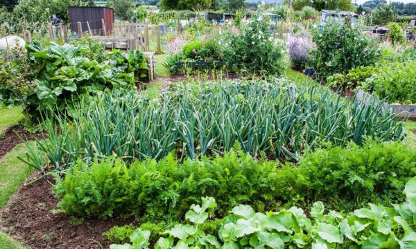 Урожай будет спасен: каких вредителей на огороде уничтожает сода