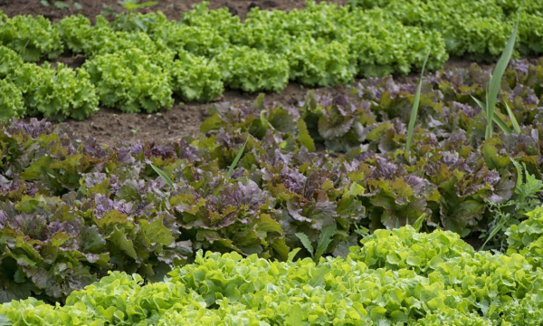 Травы между грядками больше не будет: используйте это средство