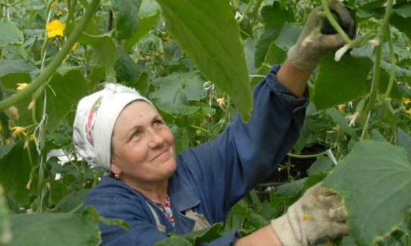 Огурцы будут расти как на дрожжах: названа лучшая подкормка для овощей из СССР