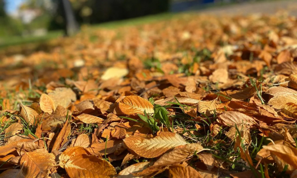 Педиатр предупредила об опасности поделок из опавших листьев