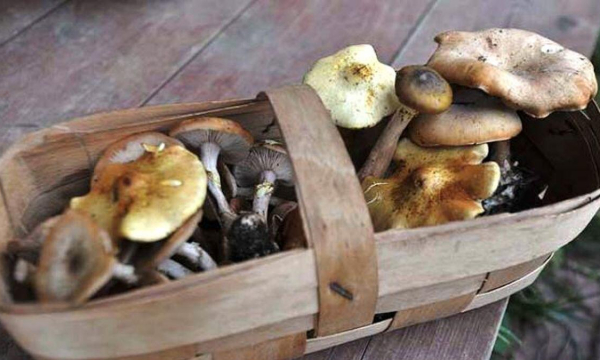 Шеф-повара грибы на зиму не маринуют: у них есть особый рецепт. Вам точно понравится