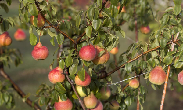 Названа популярная привычка дачников, которая на самом деле очень опасна