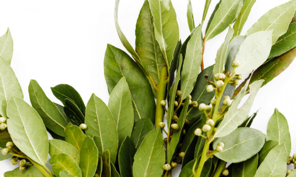 Химики подтвердили — эффект есть: вот зачем лавровый лист кладут на батарею зимой