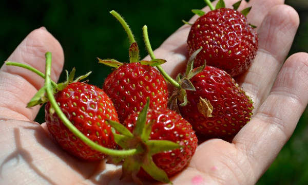 Если клубника выглядит так, не берите: как выбрать сладкие ягоды на рынке