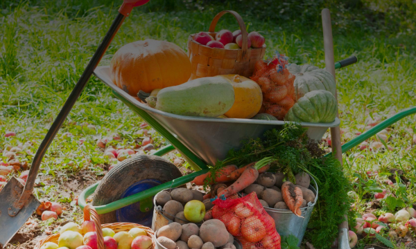 Урожай увеличите в разы: огородники назвали действие, которое нужно сделать на грядках с томатами