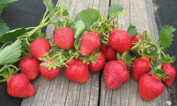 Чем подкормить клубнику сейчас, чтобы собрать урожай крупных и сладких ягод: не все дачники знают