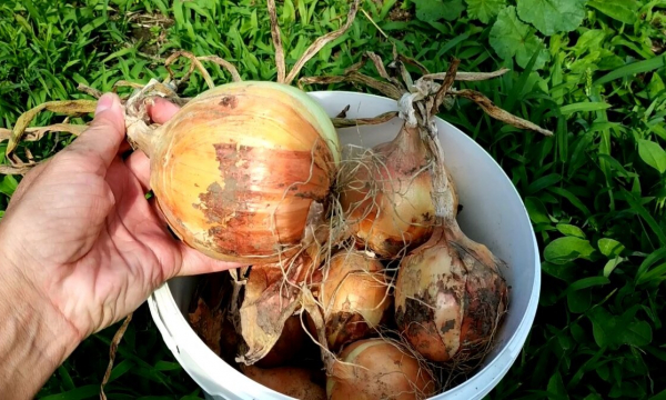 Что стоит сделать дачнику с собранными луковицами: интересный лайфхак со свечой - урожай будет храниться очень долго